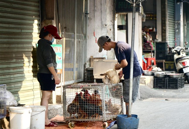 Nguy cơ H5N1 xâm nhập, bùng phát - Ảnh 1.