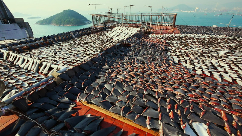 Sự thật đằng sau món ăn tinh hoa "chỉ dành cho vua chúa": Tàn độc đến đau lòng- Ảnh 6.