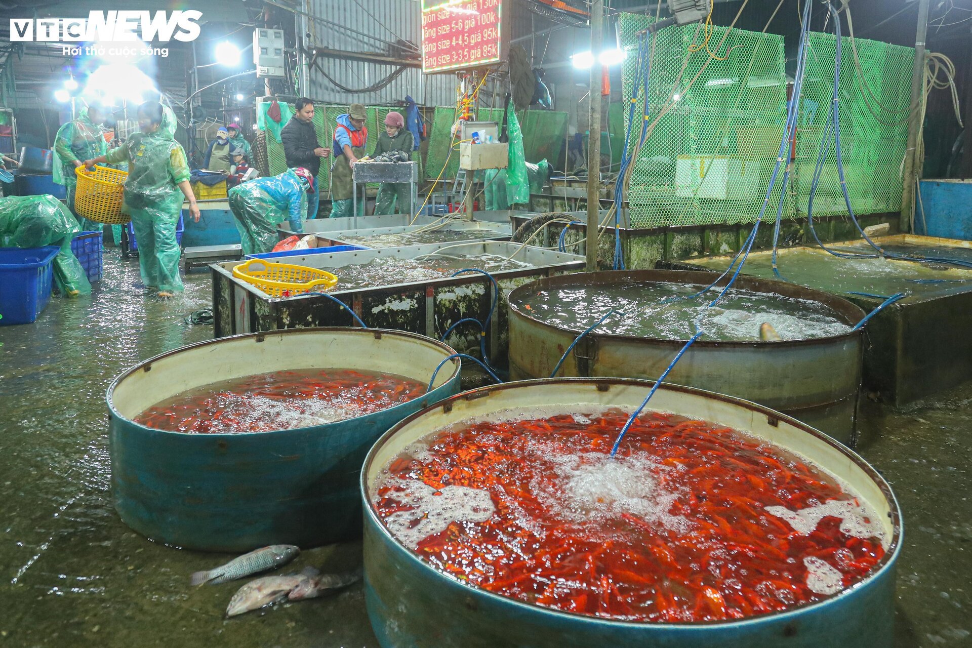 Chợ cá lớn nhất Hà Nội buôn bán xuyên đêm trước ngày ông Công, ông Táo - Ảnh 13.