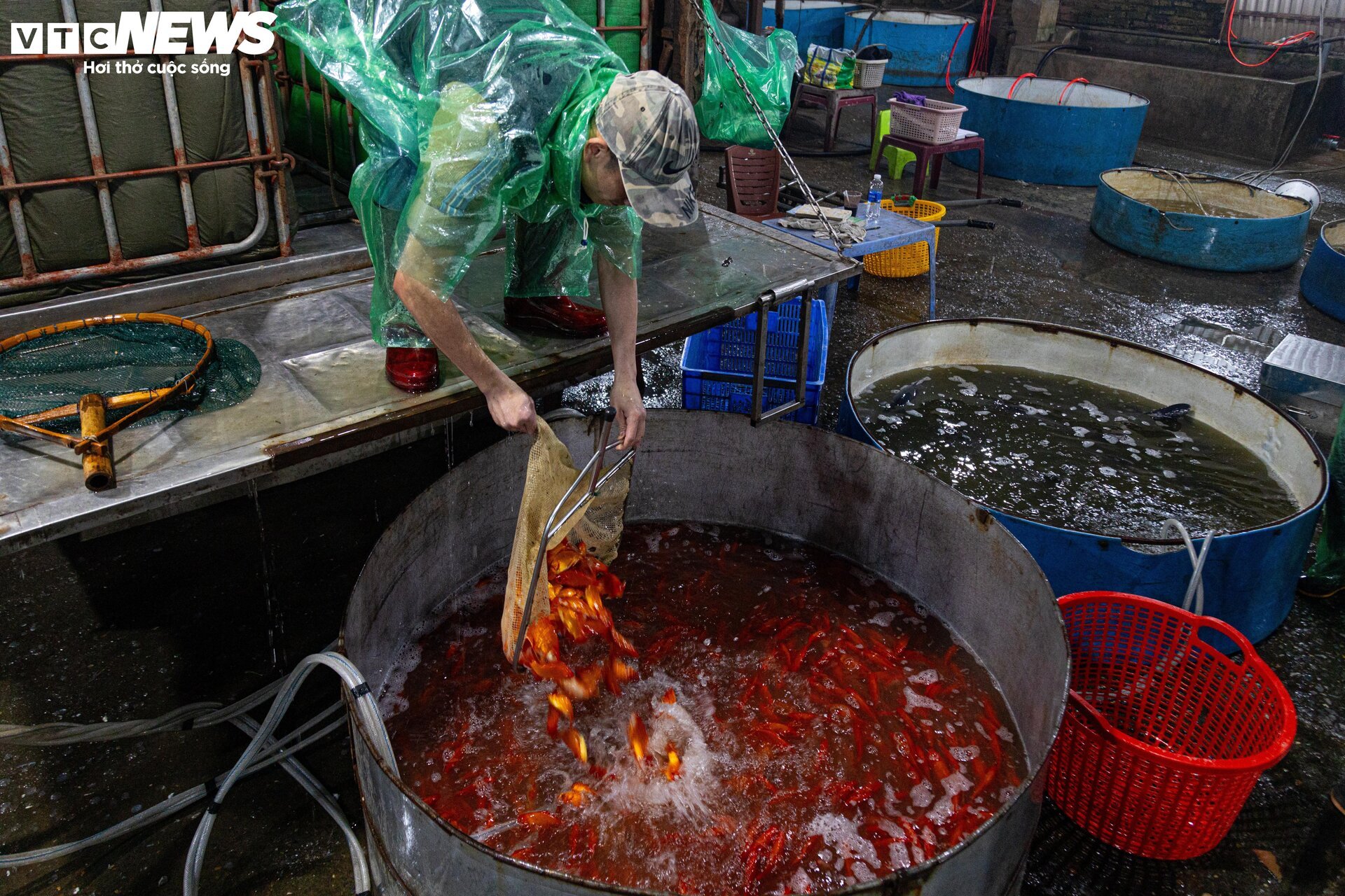 Chợ cá lớn nhất Hà Nội buôn bán xuyên đêm trước ngày ông Công, ông Táo - Ảnh 3.