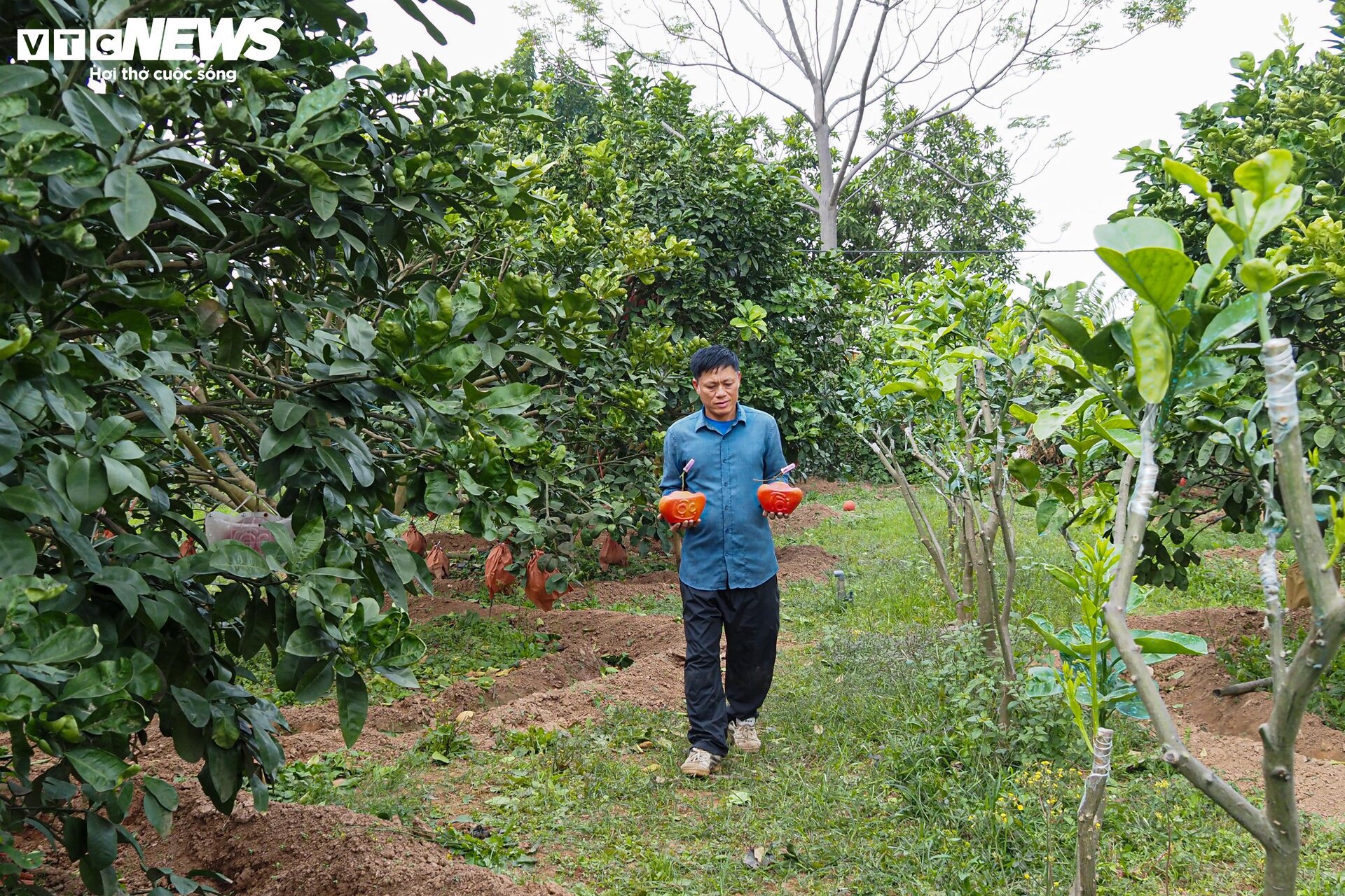 Chưa đến Tết, bưởi đỏ tạo hình độc lạ đã 'cháy' hàng - Ảnh 2.