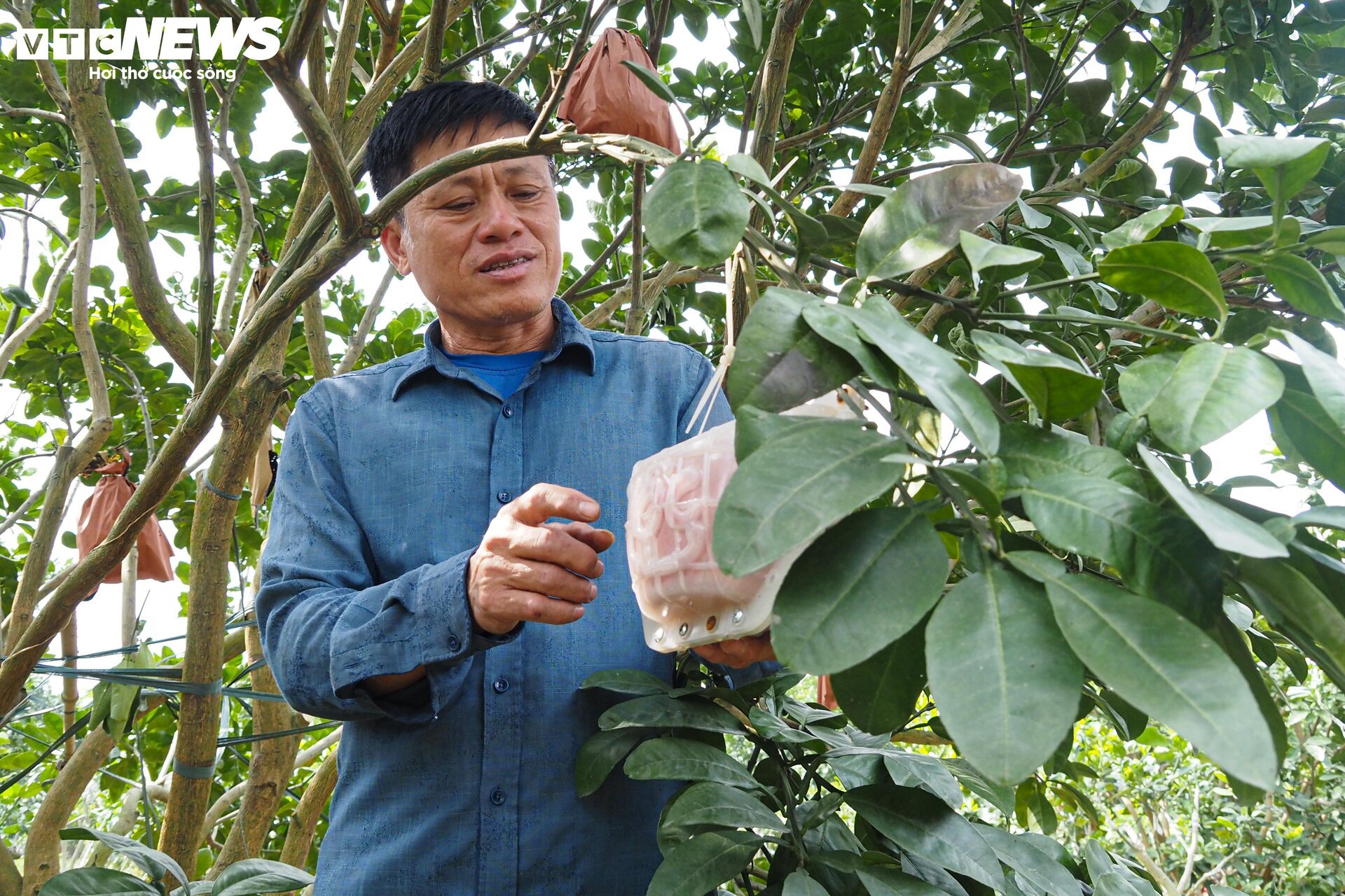 Chưa đến Tết, bưởi đỏ tạo hình độc lạ đã 'cháy' hàng - Ảnh 9.