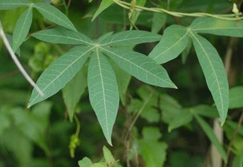 Một loại lá mọc đầy tại Việt Nam ra nước ngoài thành hàng hiếm: Nhật Bản, Hàn Quốc liên tục đổ tiền mua, thu về hàng triệu USD mỗi năm - Ảnh 2.