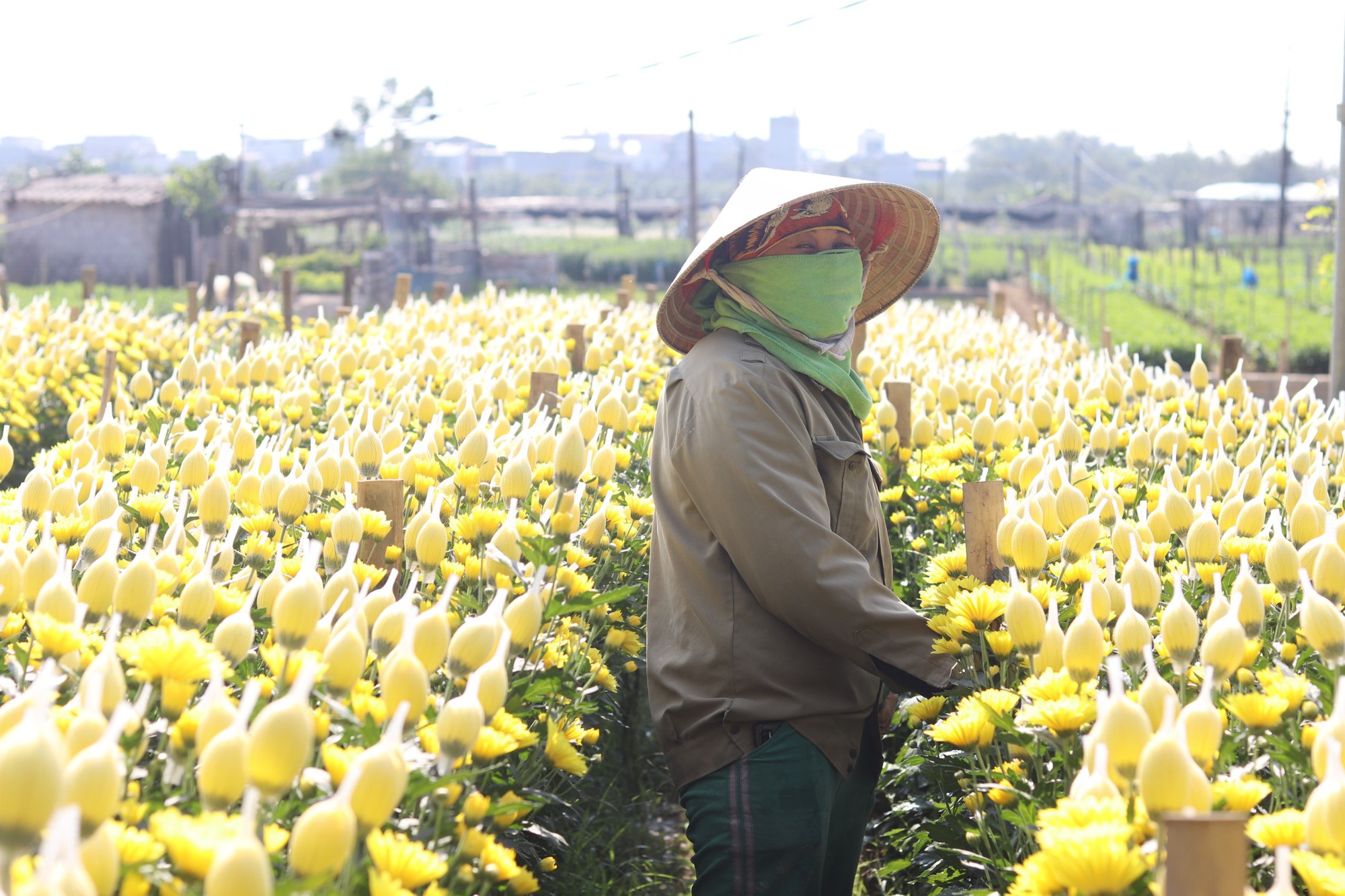 Làng hoa lớn nhất Thanh Hóa tất bật vào vụ Tết- Ảnh 5.