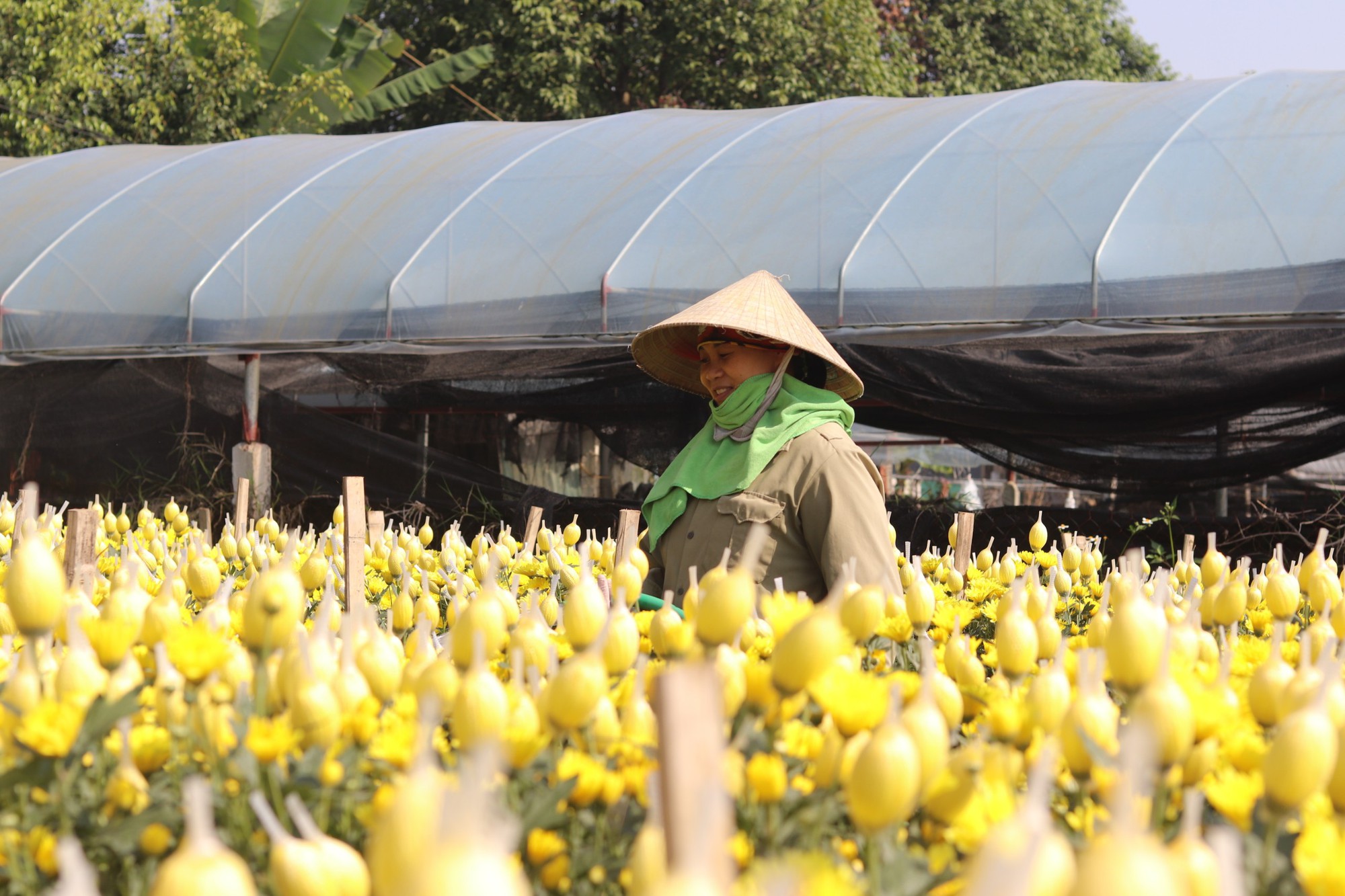 Làng hoa lớn nhất Thanh Hóa tất bật vào vụ Tết- Ảnh 6.