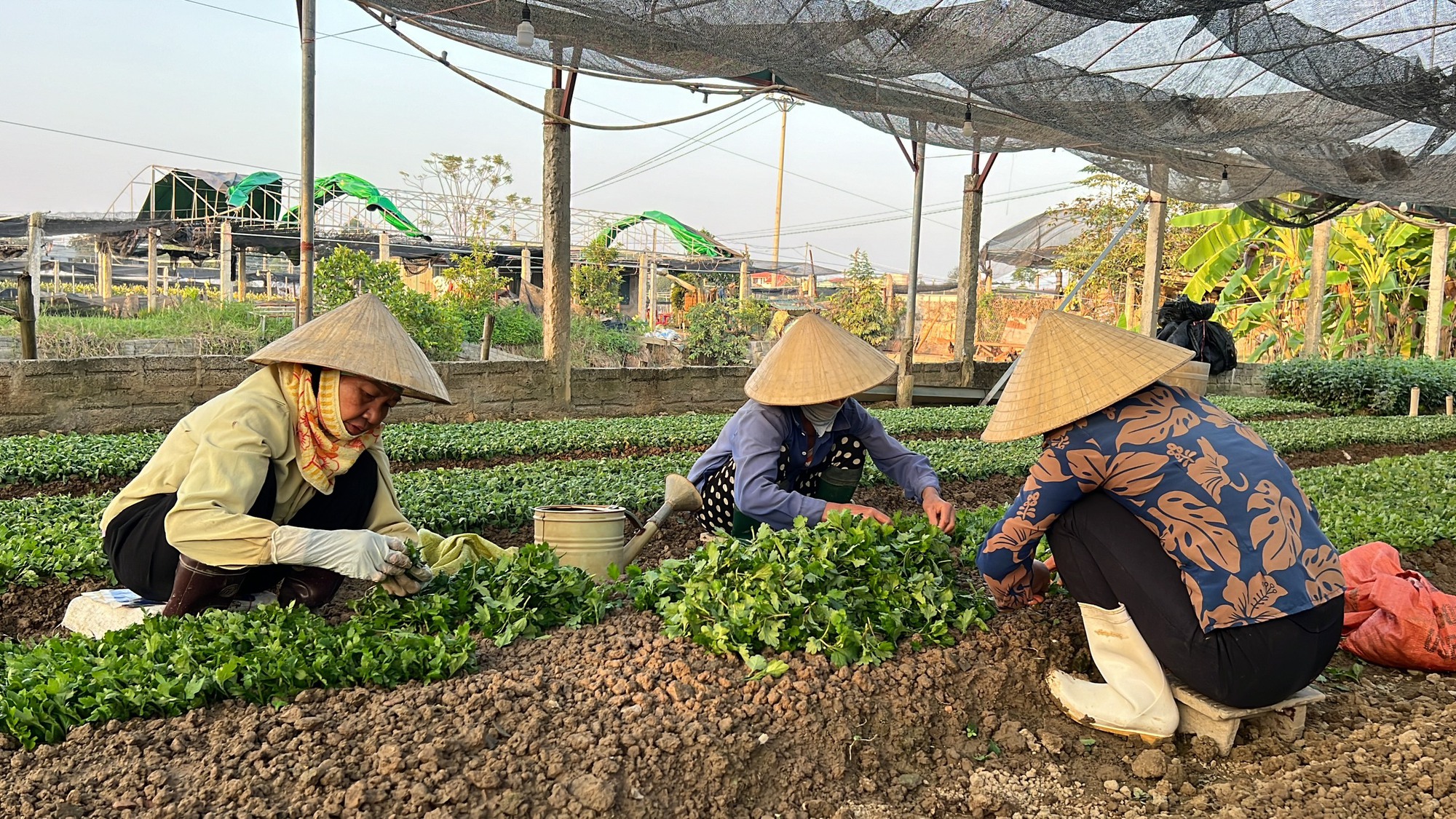 Làng hoa lớn nhất Thanh Hóa tất bật vào vụ Tết- Ảnh 12.