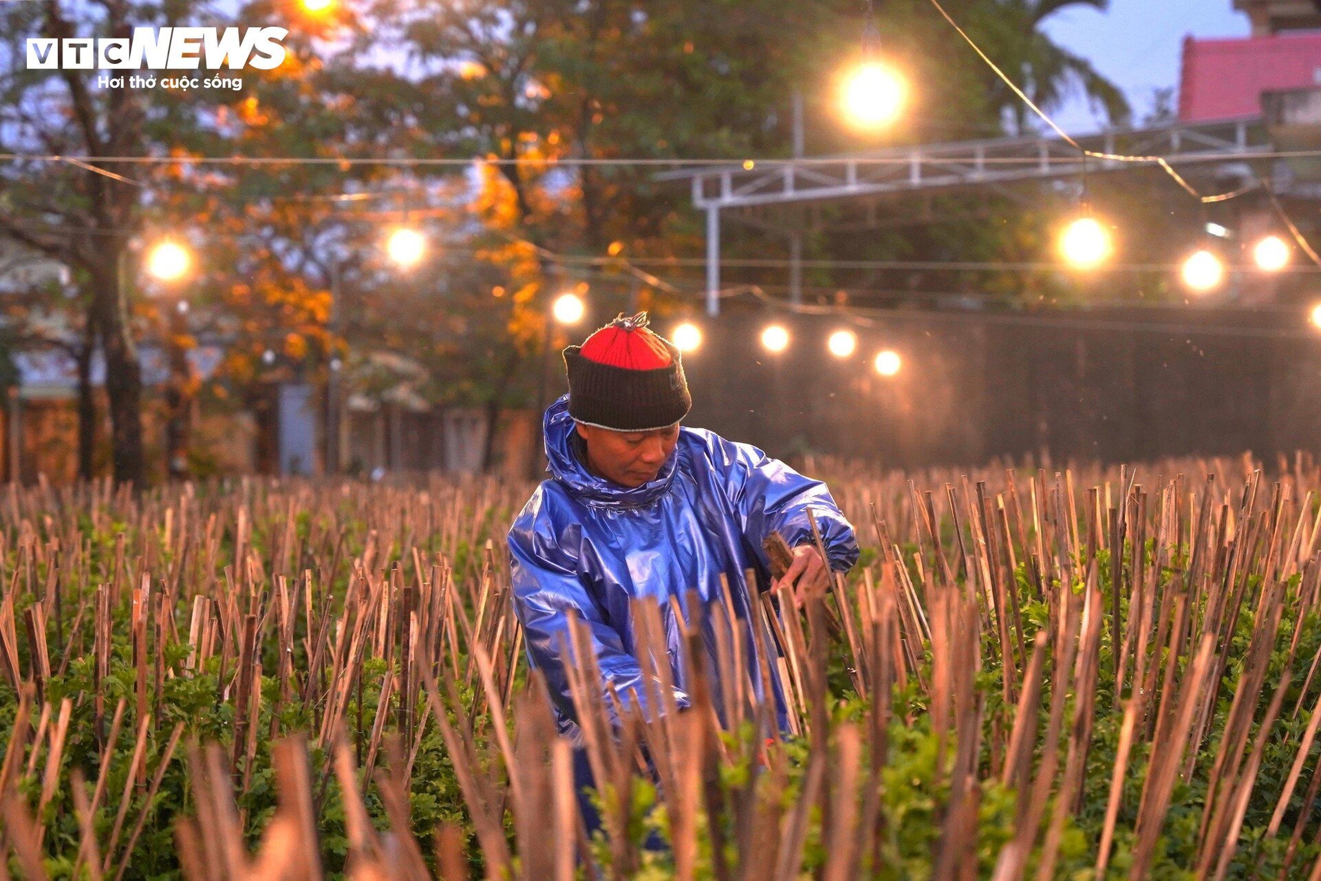 Loài hoa 'đặc biệt' giúp dân xứ Huế thu trăm triệu dịp Tết - Ảnh 9.