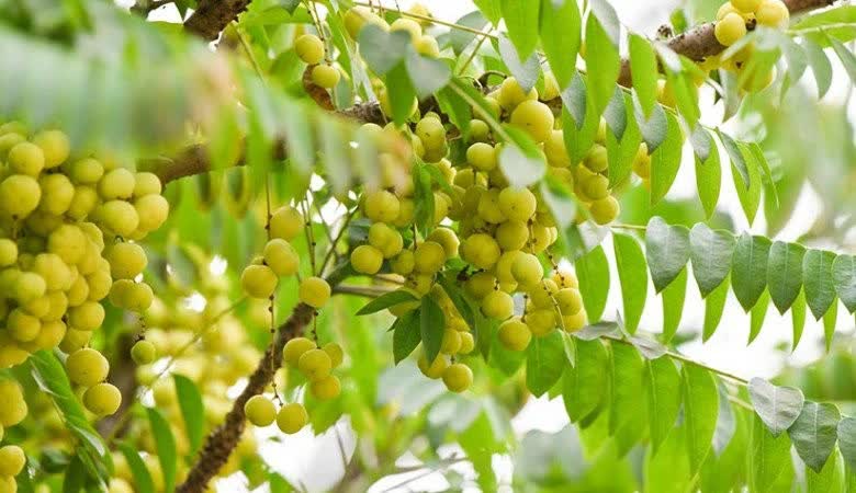 Loại quả nên ăn nhất trong mùa đông không phải lê hay táo, ăn một ít mỗi ngày để bảo vệ phổi và duy trì sức khỏe - Ảnh 1. Loại quả nên ăn nhất trong mùa đông không phải lê hay táo, ăn một ít mỗi ngày để bảo vệ phổi và duy trì sức khỏe - Ảnh 1.