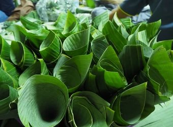 Loại lá gói xôi ở Việt Nam ra nước ngoài thành sản vật giá nửa triệu/kg, xuất khẩu thu về chục tỷ/năm - Ảnh 1. Loại lá gói xôi ở Việt Nam ra nước ngoài thành sản vật giá nửa triệu/kg, xuất khẩu thu về chục tỷ/năm - Ảnh 1.