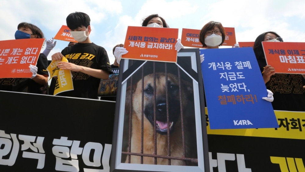Hàn Quốc thông qua dự luật cấm tiêu thụ thịt chó - Ảnh 1.