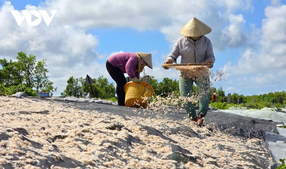 Người dân Cà Mau kiếm 2-3 triệu đồng/ngày nhờ khai thác ruốc biển- Ảnh 13.