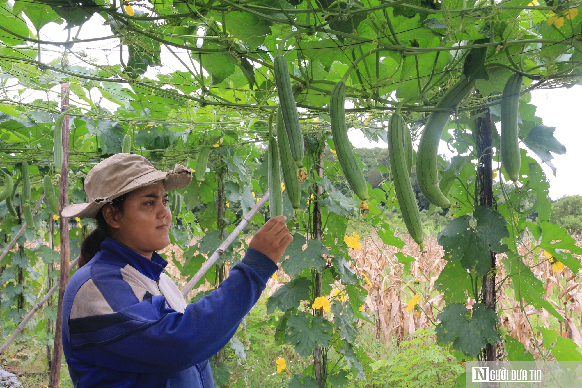 Biến thứ bỏ đi thành "siêu phẩm", anh giám đốc trao cơ hội làm giàu cho nhiều nông dân- Ảnh 10.