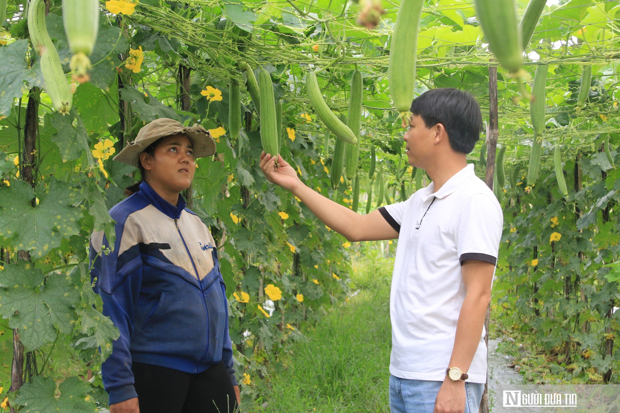 Biến thứ bỏ đi thành "siêu phẩm", anh giám đốc trao cơ hội làm giàu cho nhiều nông dân- Ảnh 12.