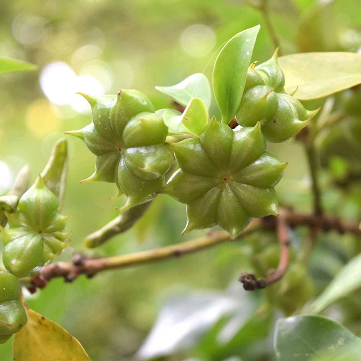 Việt Nam có 1 loại hoa được coi là “báu vật” trời ban, cực hiếm trên thế giới, lại tốt cho sức khỏe- Ảnh 1.