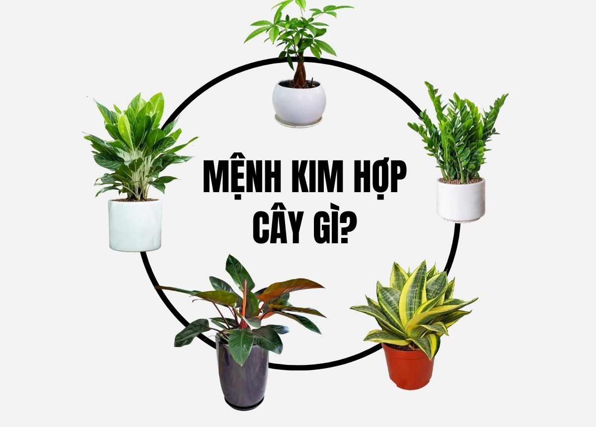 Mệnh Kim Nên Trồng Cây Gì Trước Nhà Để Đón Tài Lộc?- Ảnh 1.