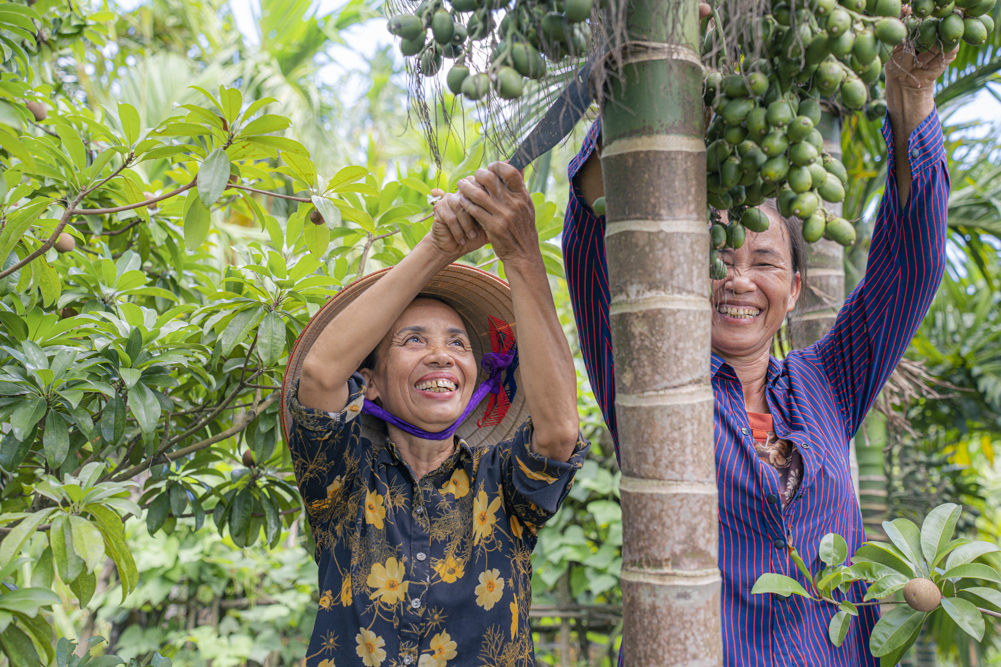 Mặc việc thương lái dừng mua, giá cau Nam Định vẫn cao ngất ngưởng, chưa hái đã có người đặt trước, vừa hái là có người lấy luôn- Ảnh 8.