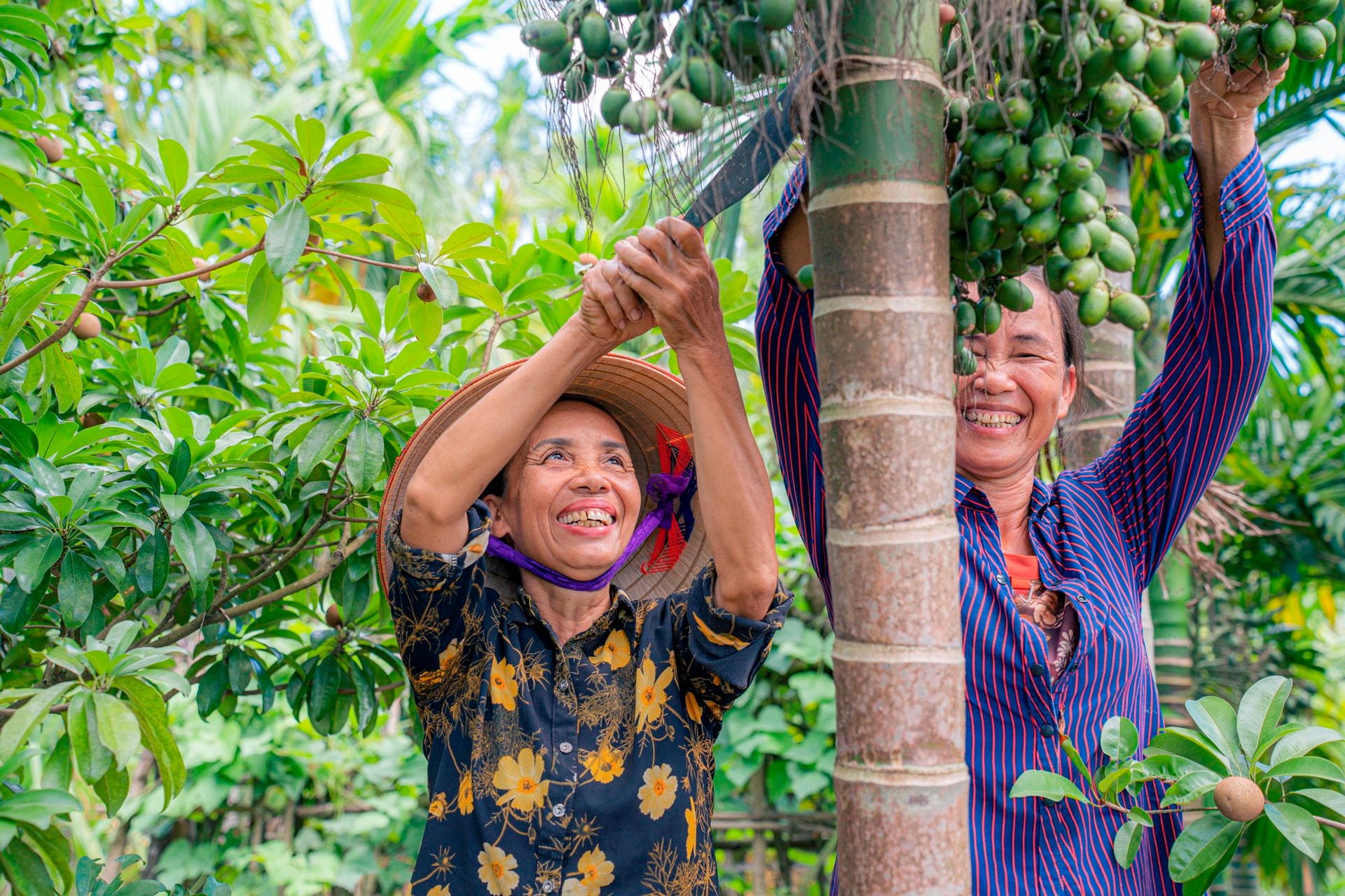 Mặc việc thương lái dừng mua, giá cau Nam Định vẫn cao ngất ngưởng, chưa hái đã có người đặt trước, vừa hái là có người lấy luôn- Ảnh 1.