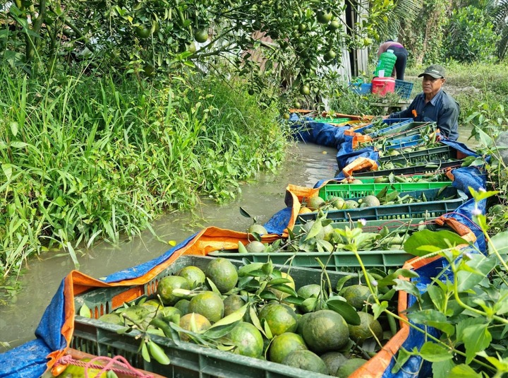 Cam sành rớt giá thảm chỉ còn 2.000 đồng/kg, nông dân gánh lỗ trăm triệu đồng- Ảnh 1.