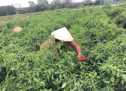 Lào, Trung Quốc mê mệt loại quả 'nhỏ nhưng có võ' này: Việt Nam sở hữu 2 vựa khổng lồ, sản lượng mỗi năm hàng trăm nghìn tấn- Ảnh 1.