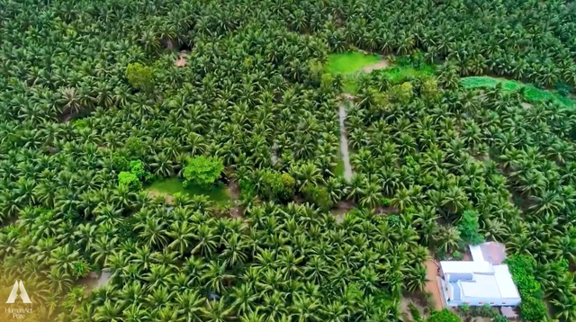 Những trái dừa "kỳ lạ" ở Trà Vinh và sự ra đời của loại đồ uống khiến khách Mỹ say mê- Ảnh 1.