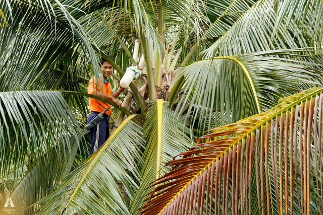 Những trái dừa "kỳ lạ" ở Trà Vinh và sự ra đời của loại đồ uống khiến khách Mỹ say mê- Ảnh 2.