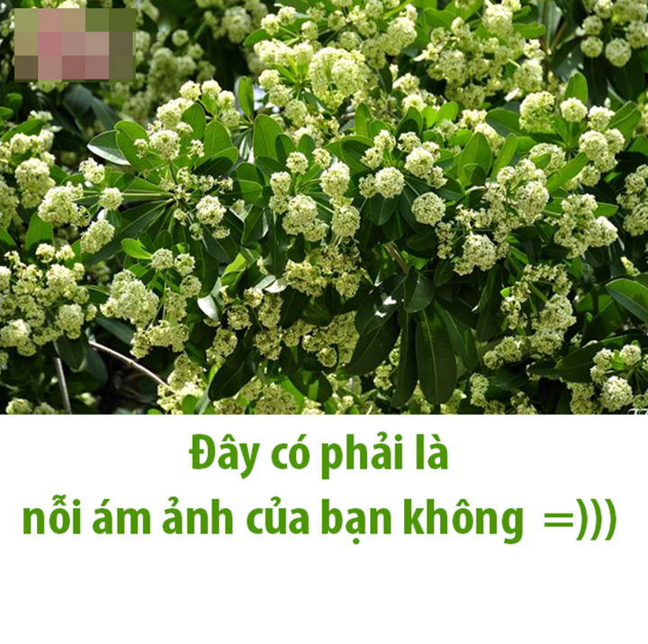 Mùi hoa sữa nồng nàn khiến dân mạng người say đắm, kẻ 'kêu trời'- Ảnh 3.