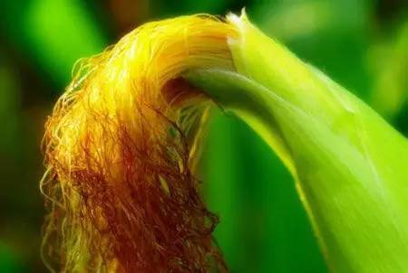 Thứ màu vàng óng thường bị vứt bỏ, ai ngờ "bổ ngang nhân sâm", là "thuốc hạ đường huyết" tự nhiên của người Việt- Ảnh 4. Thứ màu vàng óng thường bị vứt bỏ, ai ngờ "bổ ngang nhân sâm", là "thuốc hạ đường huyết" tự nhiên của người Việt- Ảnh 4.