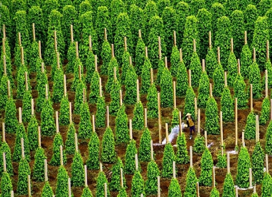 Là thủ phủ sản xuất toàn cầu, Việt Nam thu về hơn 1 tỷ USD từ loại sản vật này: Mỹ, Trung, Ấn và 120 quốc gia liên tục chốt đơn- Ảnh 1.