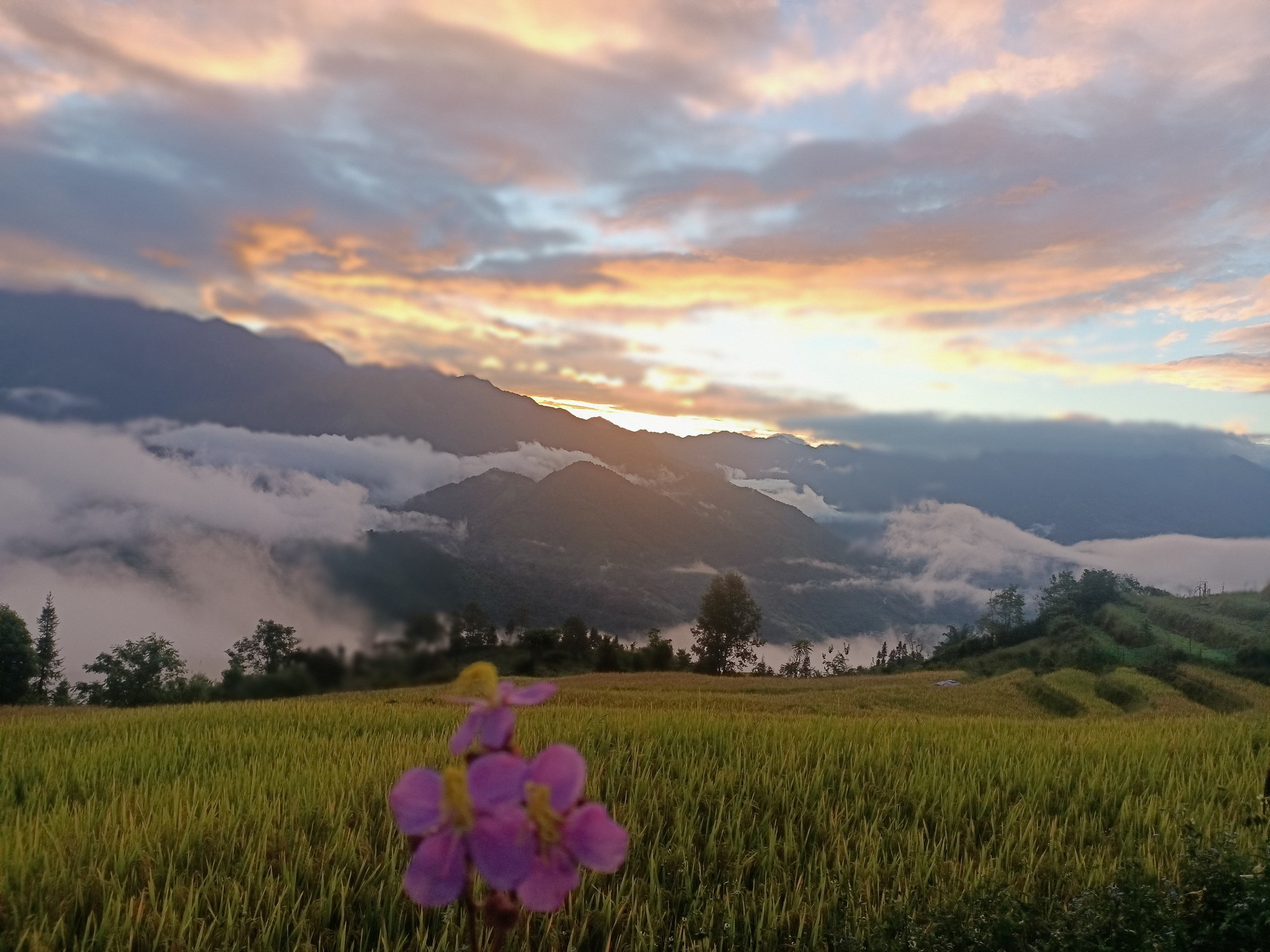 Việt Nam có 1 "ngôi làng trên mây" nằm ở độ cao hơn 2.000m nhưng ít người biết: Cách Sapa khoảng 80km, cảnh đẹp như chốn bồng lai tiên cảnh- Ảnh 3.