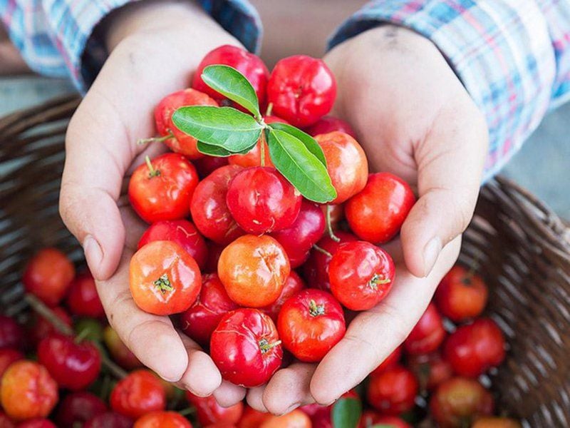 Loại quả có vị chua, chứa vitamin C gấp 50 lần chanh, có thể ngăn ngừa ung thư và giảm cân hiệu quả- Ảnh 2. Loại quả có vị chua, chứa vitamin C gấp 50 lần chanh, có thể ngăn ngừa ung thư và giảm cân hiệu quả- Ảnh 2.