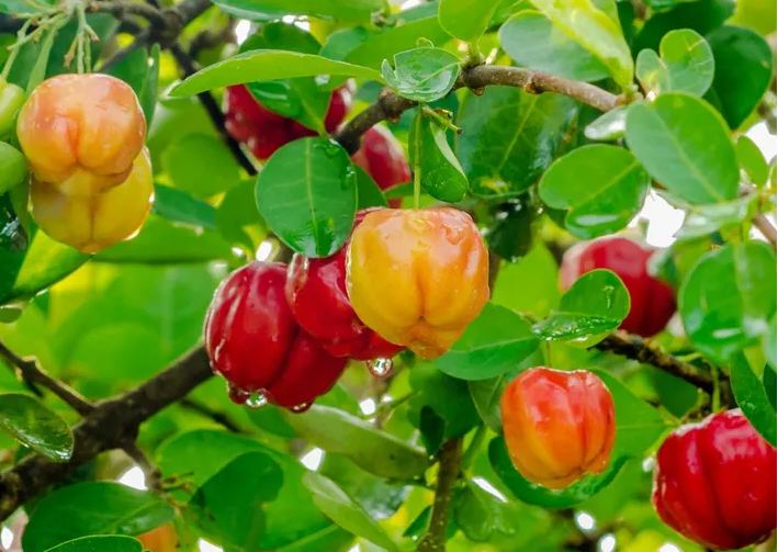 Loại quả có vị chua, chứa vitamin C gấp 50 lần chanh, có thể ngăn ngừa ung thư và giảm cân hiệu quả- Ảnh 1. Loại quả có vị chua, chứa vitamin C gấp 50 lần chanh, có thể ngăn ngừa ung thư và giảm cân hiệu quả- Ảnh 1.