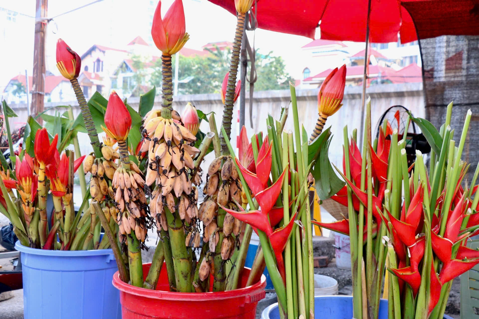 Rộ mùa hoa chuối rừng tại Hà Nội- Ảnh 6.