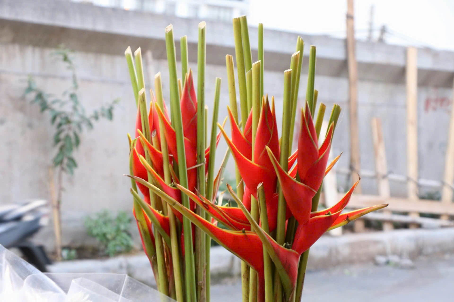 Rộ mùa hoa chuối rừng tại Hà Nội- Ảnh 4.