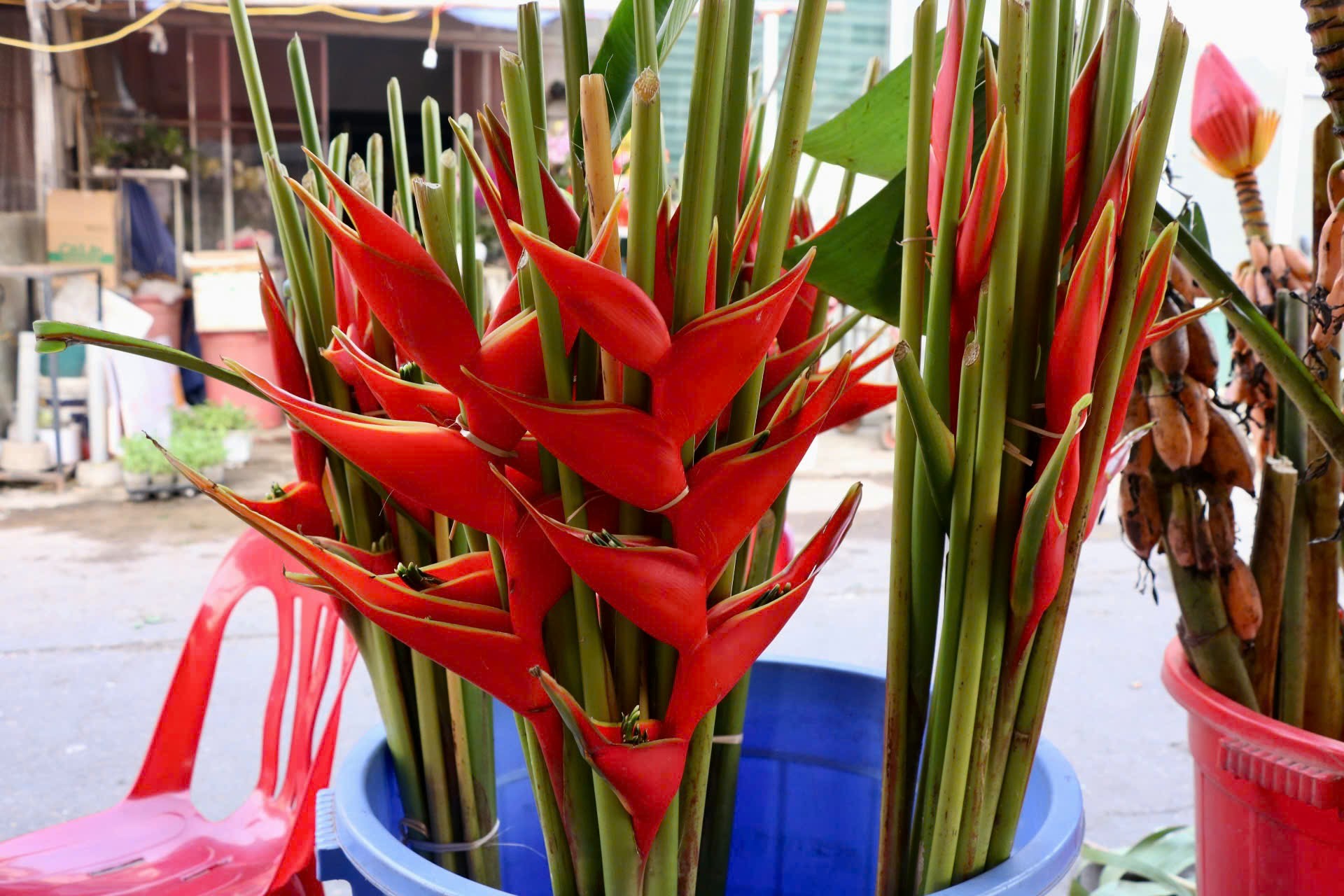 Rộ mùa hoa chuối rừng tại Hà Nội