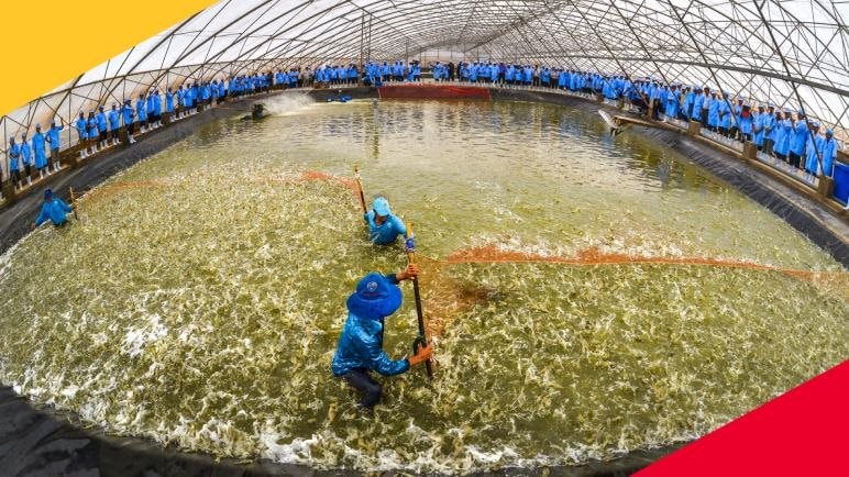 Từng lãi hàng trăm tỷ mỗi năm, Vua tôm giống ‘bước hụt’ còn vài chục tỷ- Ảnh 1.