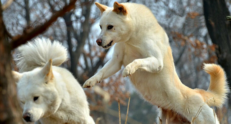 Quốc khuyển Triều Tiên: Món quà quý tặng cho Tổng thống Nga Putin; sinh ra ở dãy núi thiêng cao 2.750m- Ảnh 4.