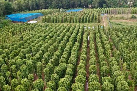 Hàng chục nghìn tấn ‘vàng trên cây’ từ Indonesia đổ bộ Việt Nam: Toàn cầu liên tục khan hiếm, nước ta nắm trùm với 60% sản lượng- Ảnh 1. Hàng chục nghìn tấn ‘vàng trên cây’ từ Indonesia đổ bộ Việt Nam: Toàn cầu liên tục khan hiếm, nước ta nắm trùm với 60% sản lượng- Ảnh 1.