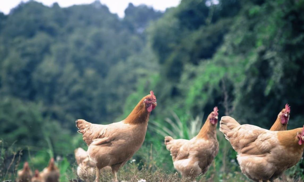 Người đàn ông bị chê cười vì thuê 5.000 mẫu đất núi, hơn chục công nhân chỉ để nuôi 1 con vật: 4 năm sau trở thành triệu phú, tiền về không ngớt- Ảnh 3. Người đàn ông bị chê cười vì thuê 5.000 mẫu đất núi, hơn chục công nhân chỉ để nuôi 1 con vật: 4 năm sau trở thành triệu phú, tiền về không ngớt- Ảnh 3.