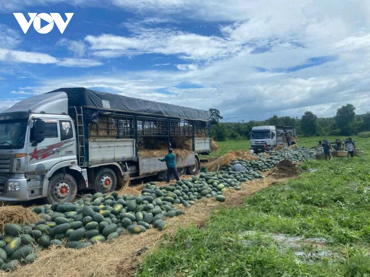 Dưa hấu mất mùa, mất giá khiến nhiều nông dân trắng tay- Ảnh 1.