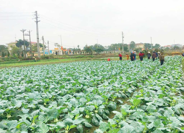 Biến vùng đất ven biển hoang sơ có lịch sử hơn 1.000 năm trở thành"mỏ vàng"- Ảnh 2. Biến vùng đất ven biển hoang sơ có lịch sử hơn 1.000 năm trở thành"mỏ vàng"- Ảnh 2.