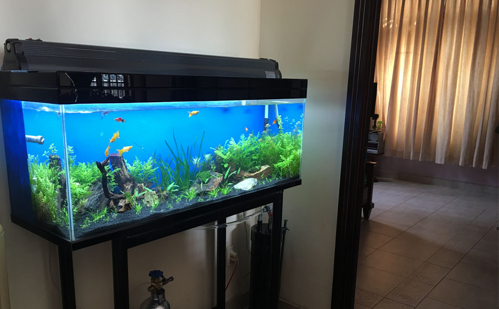 Người xưa mách: Biết cách đặt 3 vật này trong nhà ắt sẽ thu hút vận may, tiền bạc tự kéo đến- Ảnh 1. Người xưa mách: Biết cách đặt 3 vật này trong nhà ắt sẽ thu hút vận may, tiền bạc tự kéo đến- Ảnh 1.