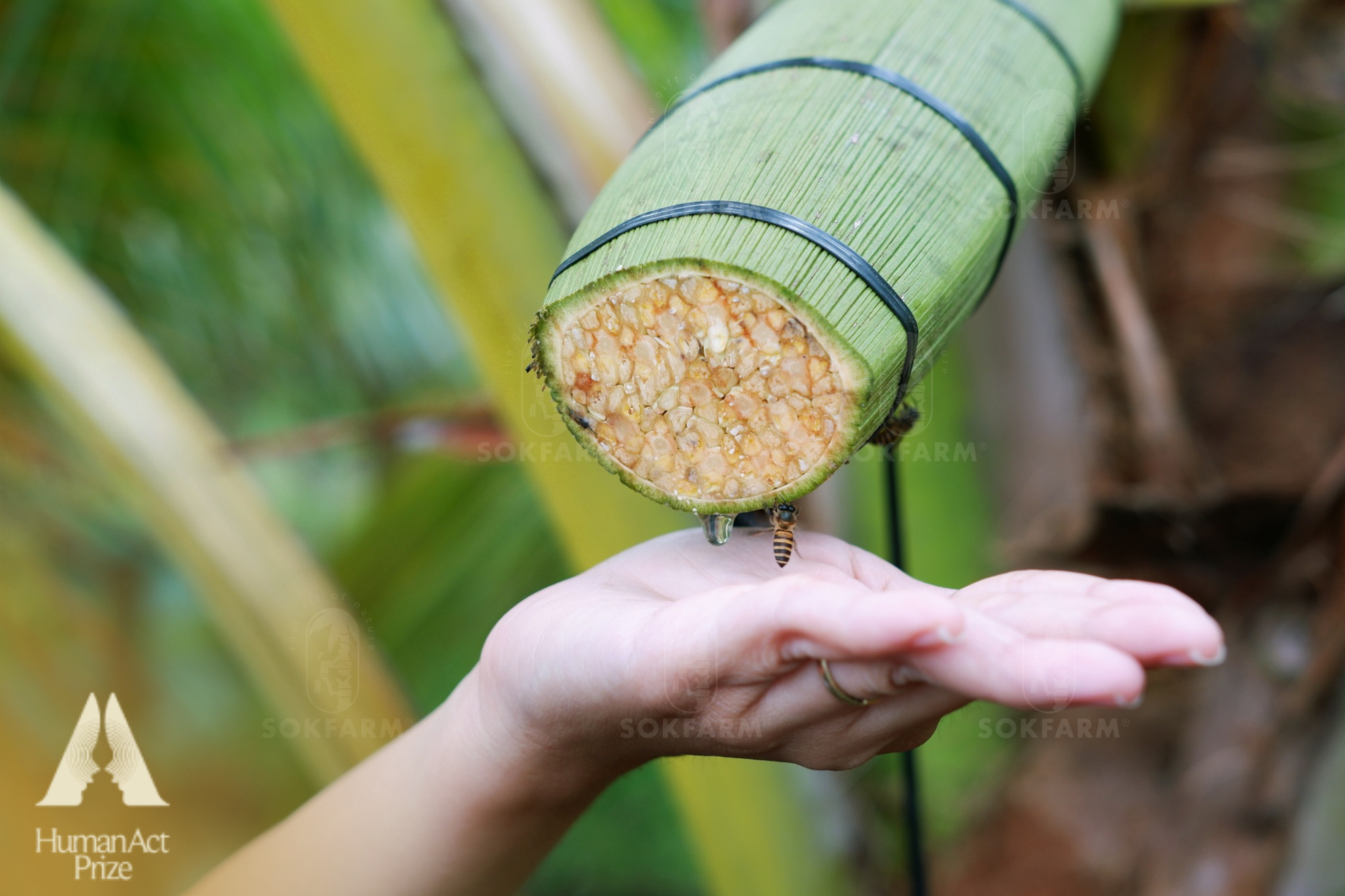 Con gái lão nông Nam Bộ rẽ hướng táo bạo, Việt Nam có loại nước tương mới làm từ 