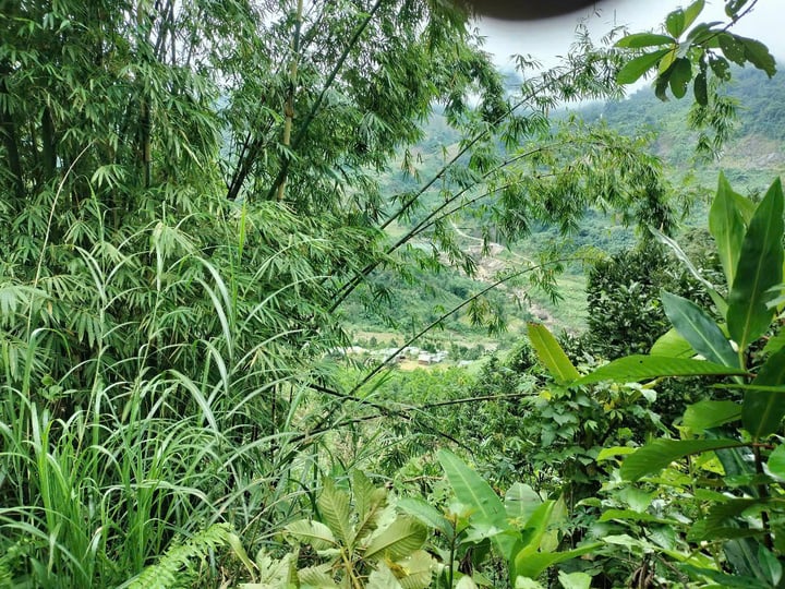 Hàng chục tảng đá lớn lăn xuống ngôi làng ở Quảng Nam sau động đất- Ảnh 7. Hàng chục tảng đá lớn lăn xuống ngôi làng ở Quảng Nam sau động đất- Ảnh 7.