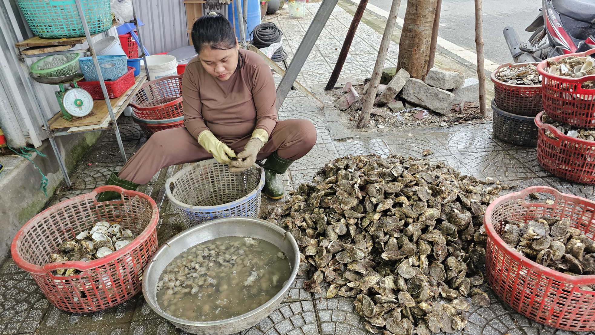 Hồi kết cho nghề nuôi hàu 'lạ lùng' bằng vỏ lốp cao su- Ảnh 8.