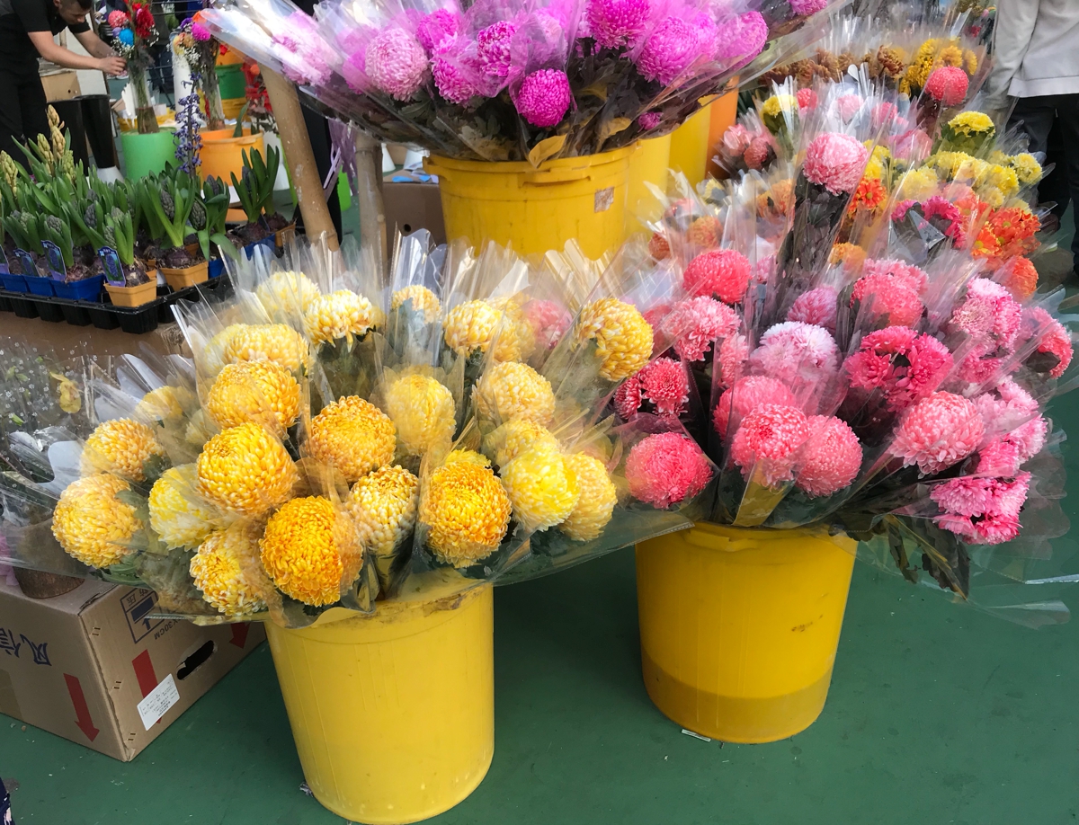 Mẹ 3 con ở Hải Phòng: Tết không sắm quần áo mới nhưng phải chi 20 triệu để mua cây cối và hoa!- Ảnh 2. Mẹ 3 con ở Hải Phòng: Tết không sắm quần áo mới nhưng phải chi 20 triệu để mua cây cối và hoa!- Ảnh 2.