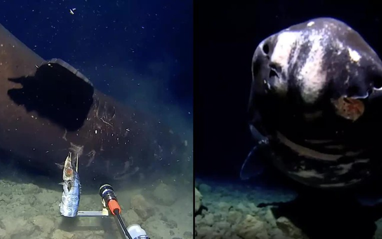 Thả camera xuống rãnh tối dưới đáy biển, lần đầu giới khoa học quay được hình ảnh đáng sợ chưa từng có- Ảnh 1.