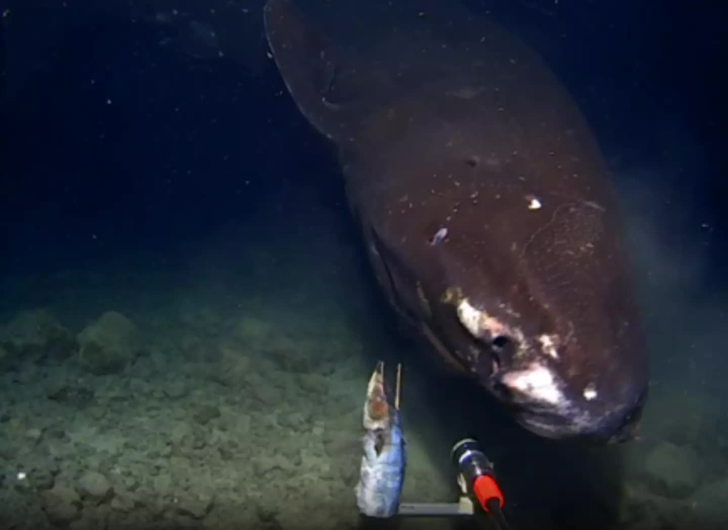 Thả camera xuống rãnh tối dưới đáy biển, lần đầu giới khoa học quay được hình ảnh đáng sợ chưa từng có- Ảnh 3.