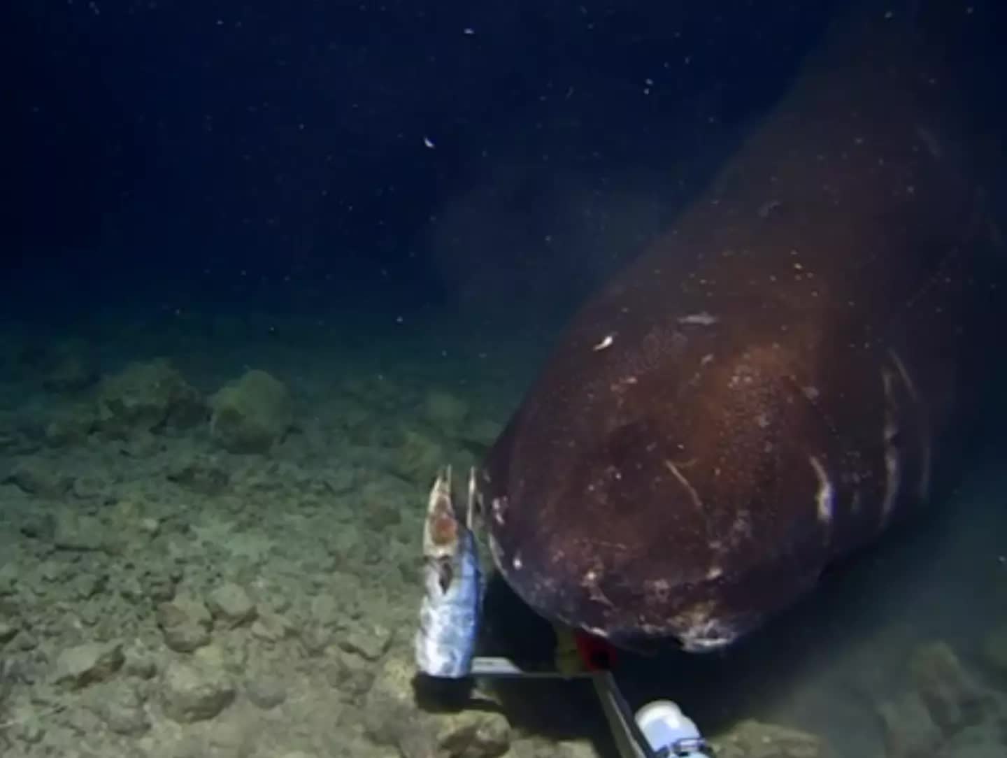 Thả camera xuống rãnh tối dưới đáy biển, lần đầu giới khoa học quay được hình ảnh đáng sợ chưa từng có- Ảnh 4.