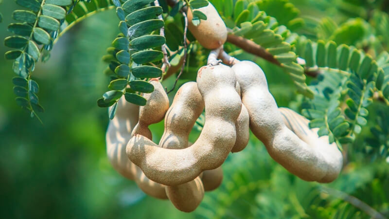 Loại quả xưa không ai ăn, nay thành đặc sản nổi tiếng ở thành phố giá 200k/kg, thế giới tôn thảo dược trị bách bệnh- Ảnh 1. Loại quả xưa không ai ăn, nay thành đặc sản nổi tiếng ở thành phố giá 200k/kg, thế giới tôn thảo dược trị bách bệnh- Ảnh 1.