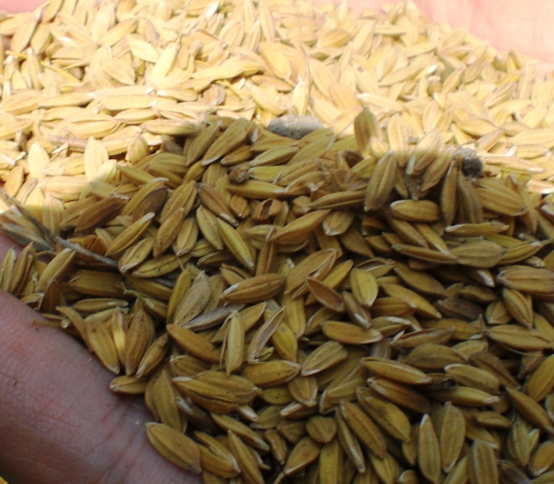 Bộ Y tế thông tin về dịch bệnh lạ ở Congo- Ảnh 5.